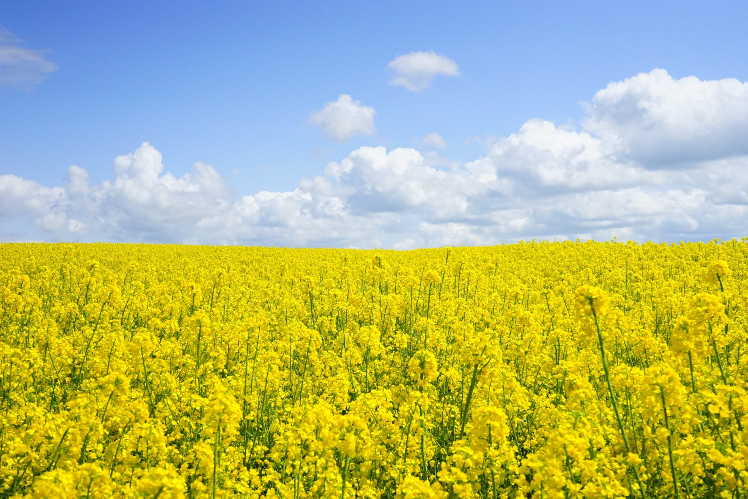 Protect Yourself From Pollen This Spring