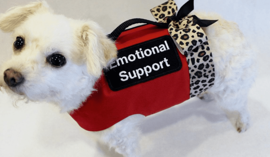 Emotional Support Animal Letters explained